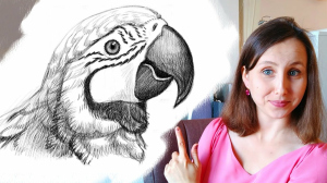 Катя учит рисовать, 18 - Как нарисовать попугая карандашом поэтапно для начинающих